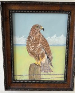 ferruginous hawk
